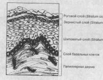 Struktura e dermës (vetë lëkura) Derma: karakteristika të përgjithshme Shtresa e mesme e dermës