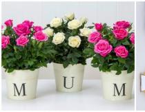 Кога се празнува Денят на майката в различните страни по света Как се празнува Денят на майката в Испания?